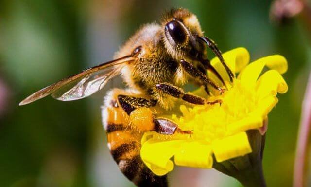 Chiêm bao thấy ong đang hút mật