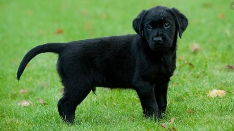 Chú chó đen dễ thương xuất hiện trong giấc mơ