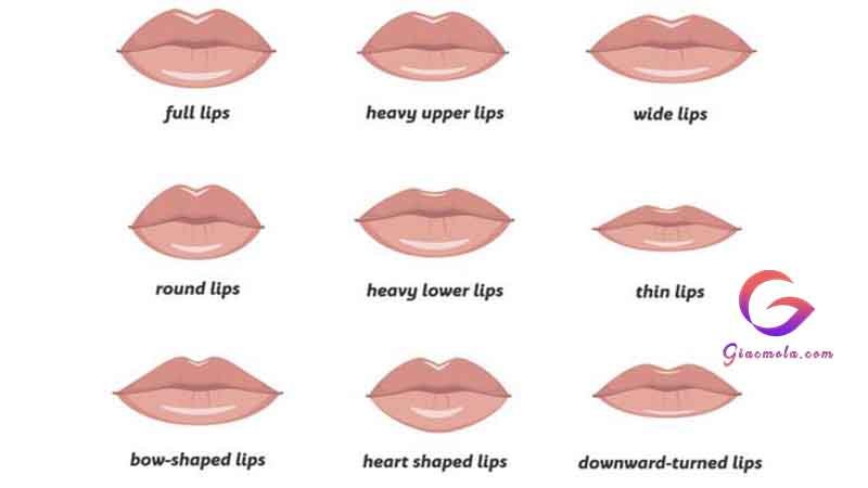 Các loại môi ở người