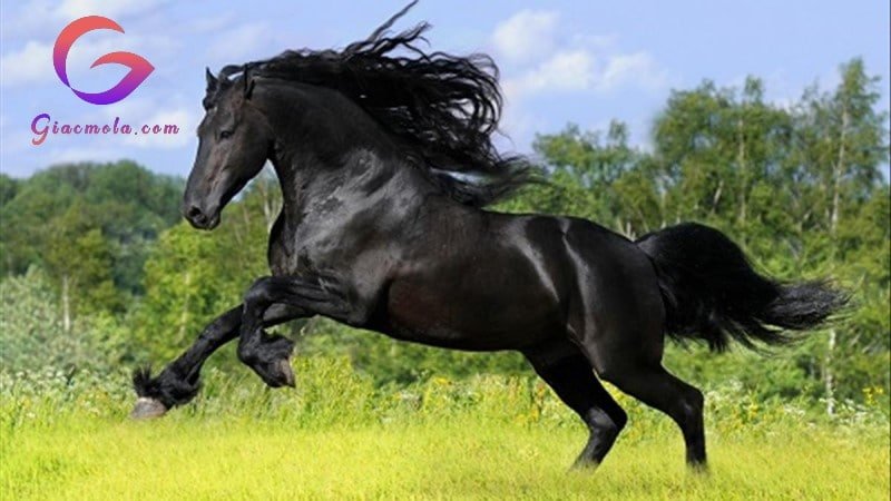 Con ngựa đen đang bay